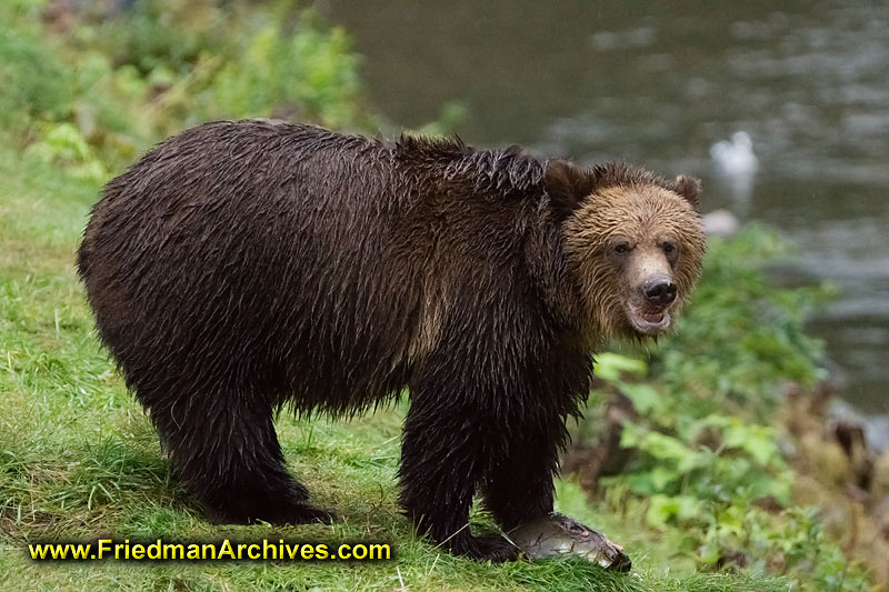 bear,bears,nature,wild,brown,wild,fuzzy,